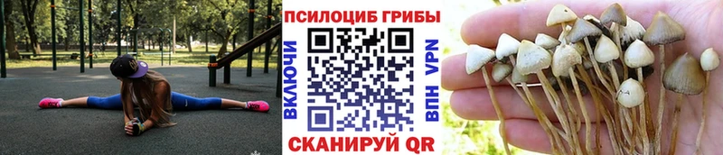 сколько стоит  Поронайск  Псилоцибиновые грибы Psilocybine cubensis 